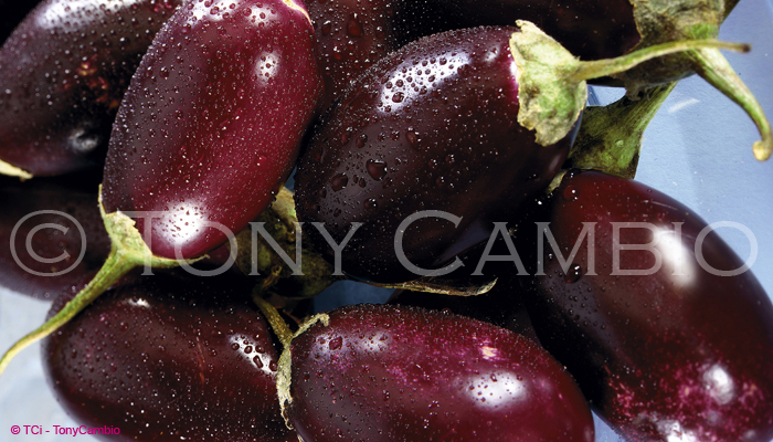Fresh Eggplants or Melanzane
